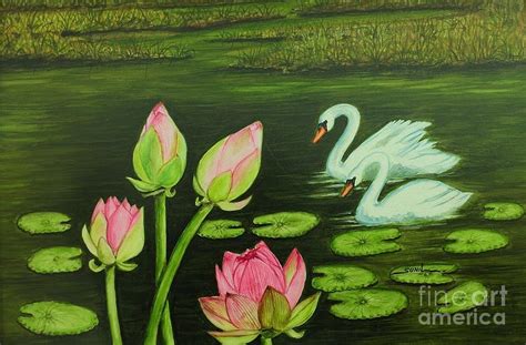 Lotus Pond Drawing by Artistsunil Kulanada - Fine Art America