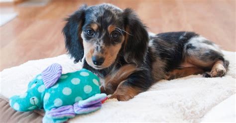 Dapple Dachshund - A-Z Animals