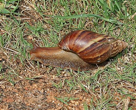 Giant African and New Zealand Land Snails: Fascinating Mollusks | Owlcation