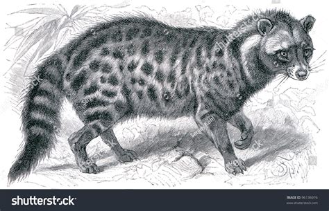 3 Malabar civet Images, Stock Photos & Vectors | Shutterstock