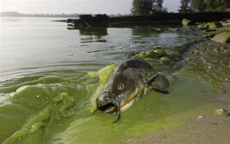 Warming Lakes Worldwide Could Mean More Toxic Algal Blooms | Sierra Club