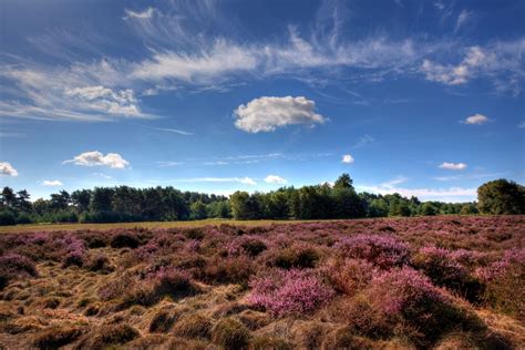 Thetford Forest Park | Visit East of England