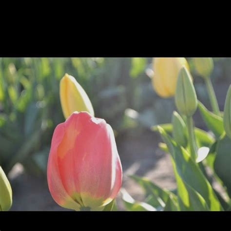 Mount Vernon,WA Tulip Festival | Tulip festival, Tulips, Garden