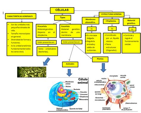 Mapa Mental Celula Eucariota Mara Images And Photos Finder Sexiz Pix ...