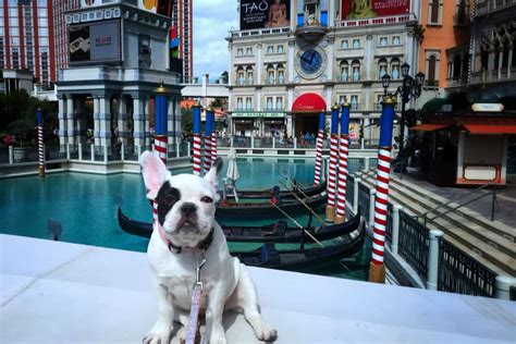 25 Dog-Friendly Hotels in Las Vegas - Great Pet Living