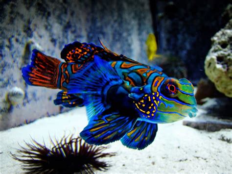 Amazing Color The Mandarin Fish