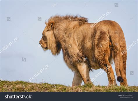 Back View Male Lion Walking Away Stock Photo 1495905917 | Shutterstock