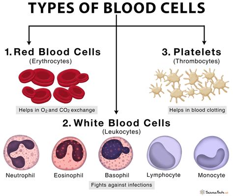 Blood Cells Types Structure And Functions Of Blood Cells | Images and ...