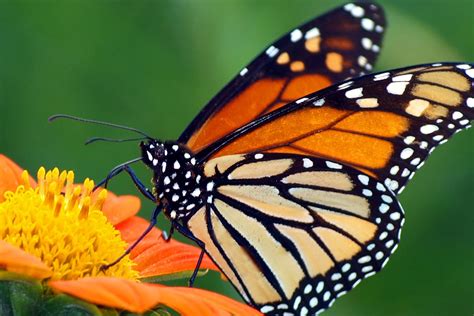 Real Monarch Butterfly Wings