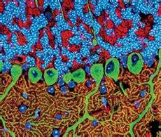 Molecular Probes, Labeling & Detection Technologies | Thermo Fisher ...