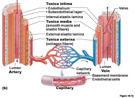 Brenda's A & P Eportfolio: Objective 29, & 33: Heart and Blood vessels