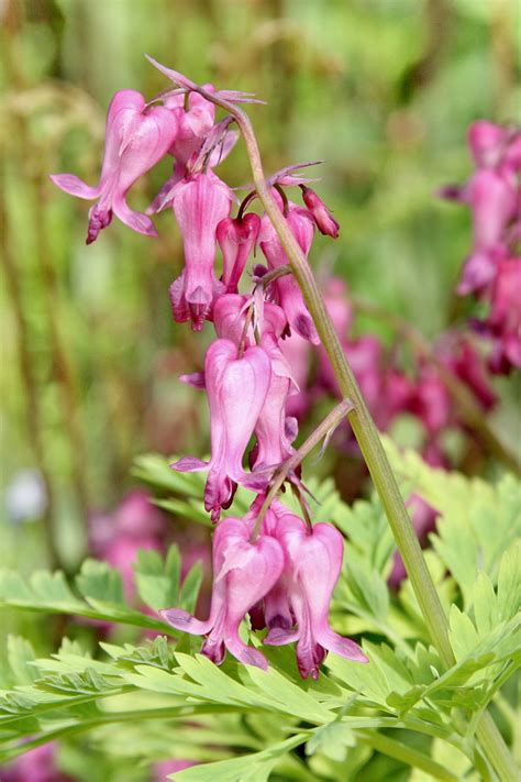 Plant World: Dicentra eximia