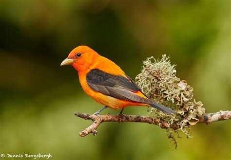 7404 Adult Male Scarlet Tanager (Piranga olivacea) Orange Variant ...