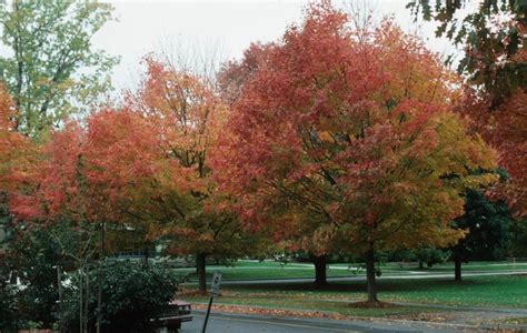 Why gardeners should consider planting trees resilient to climate ...