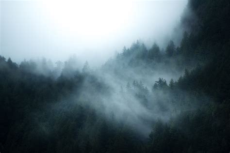 Forest with fog, forest, mist HD wallpaper | Wallpaper Flare