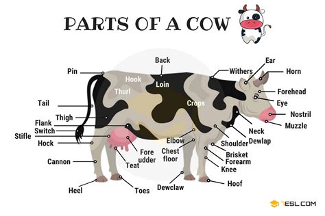 Cow Udder Anatomy Ppt - All About Cow Photos