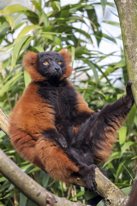 Red Ruffed Lemur, Varecia rubra | New England Primate Conservancy