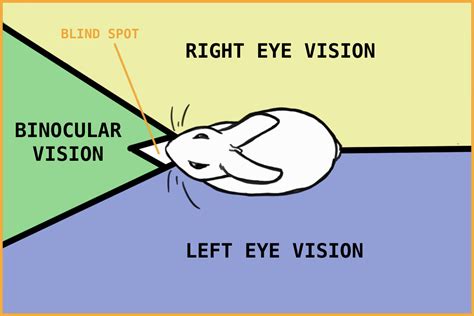 7 Fun Facts About Rabbit Eyes and 5 Problems to Look Out For | Rabbit ...