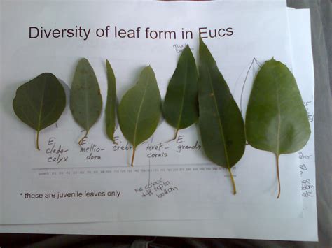 Juvenile leaves of the different species in Common Garden Eucalyptus ...