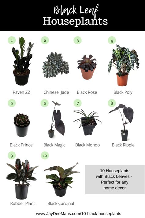 10 Black Houseplants Perfect For Any Home Decor | Plants, Indoor plants ...