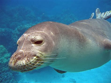 Hawaii Ocean Animals