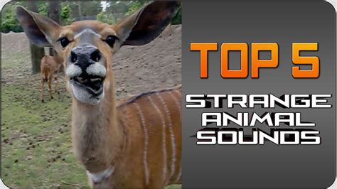 Strange animal sound video - Strange Sounds