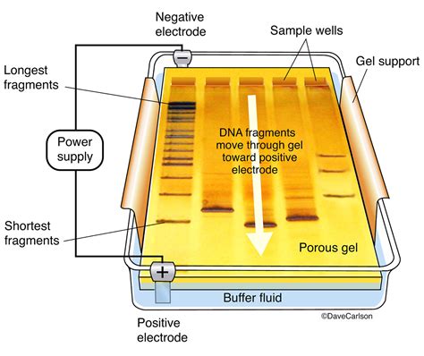 Gel Electrophoresis | Carlson Stock Art