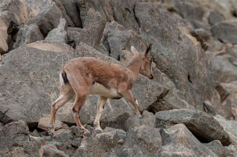 Premium Photo | Ibex or mountain goat in the habitat mountain goat or ...