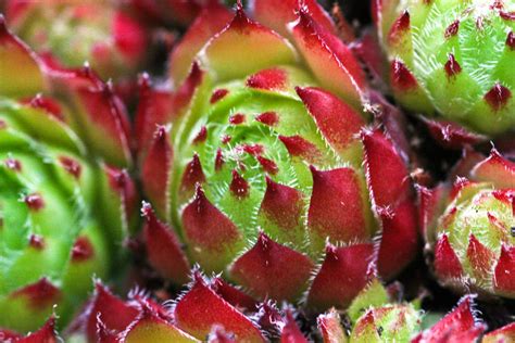 Macro shot of weird plants by Nygter on DeviantArt