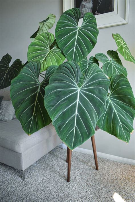 The 6 Big Leaf Houseplants, Inviting Nature's Lushness Indoors | Plants ...