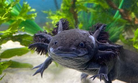 Axolotl Care Guide | Axolotl Central