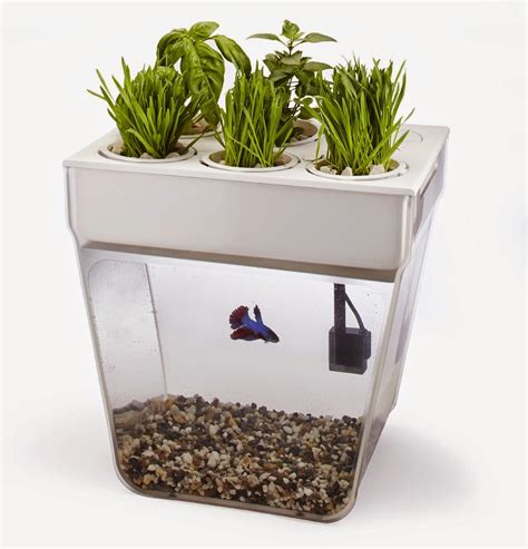 I Love Betta Fish: Betta Fish Tank - Betta Aquariums