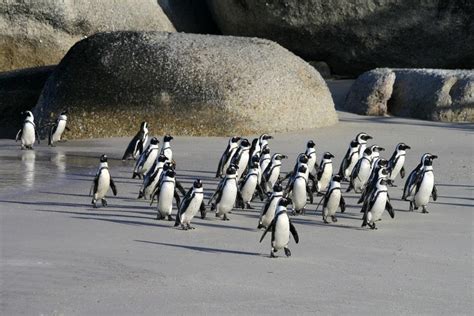 The Penguins Of Boulders Beach