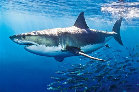 Paraísos para practicar deportes extremos en el agua | Great white ...