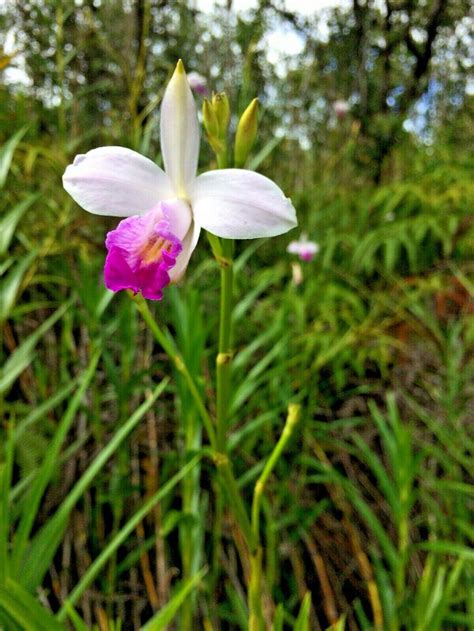 8 ROOTED Plants Hawaiian Tropical Bamboo ORCHID Live Plant - Etsy