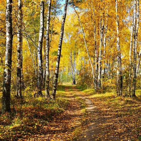 birch grove in autumn forest | Fotos pintura, Paisaje para pintar ...