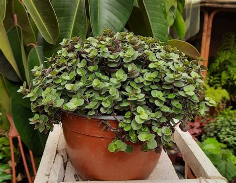 Callisia repens (Creeping Inch Plant) - Growth And Care Guide