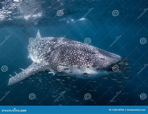 Whale Shark in Australia stock photo. Image of fish - 155618936