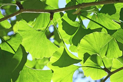 Ginkgo (ginkgo Biloba) Leaves Photograph by Michael Clutson/science ...