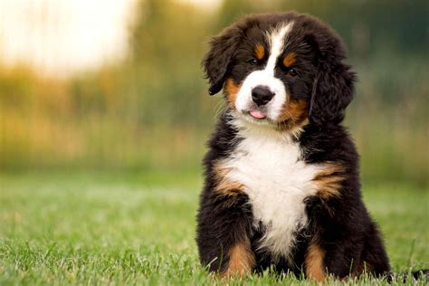 Bernese Mountain Dog Breed Information & Characteristics | Daily Paws