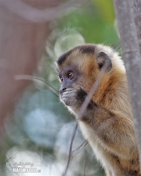 Brown Capuchin Monkey Photos, Brown Capuchin Monkey Images, Nature ...