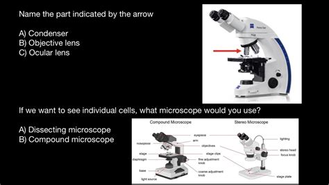 Dissecting Microscopes Compound Microscope | edu.svet.gob.gt