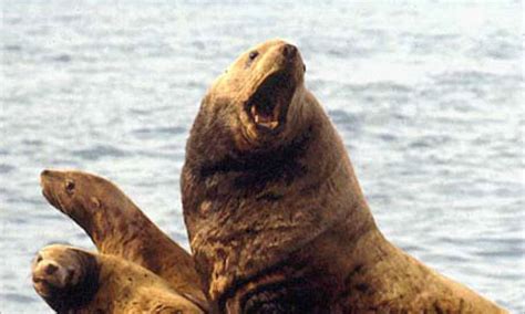 Sea lion bites fisherman, attempts to drag him overboard