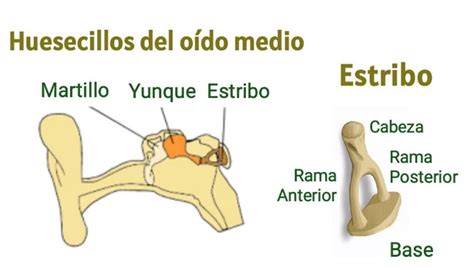 Hueso más pequeño del cuerpo humano - Multiacustica