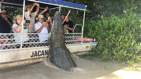 Dominator, the huge Adelaide River saltwater crocodile, estimated to be ...