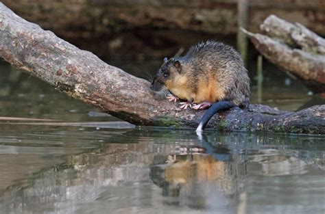 The Rakali - The Australian Water-rat