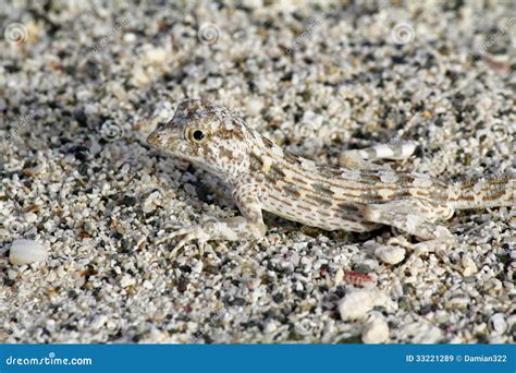 Lizard Camouflage stock image. Image of wild, deserd - 33221289