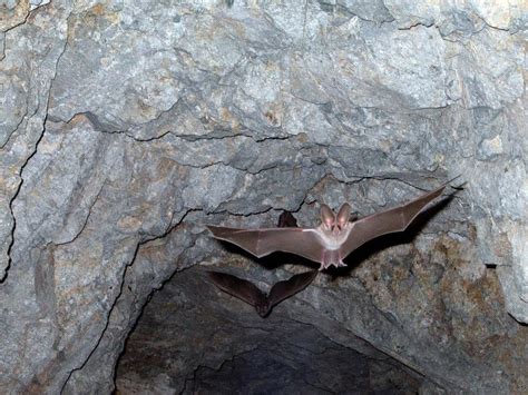 Into the Bat Caves Where Coronaviruses Begin | The New Yorker Radio ...