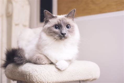 Ragdoll | The 17 Best Cat Breeds For First-Time Owners | POPSUGAR UK ...