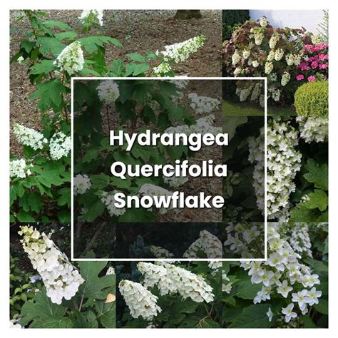 How to Grow Hydrangea Quercifolia Snowflake - Plant Care & Tips ...